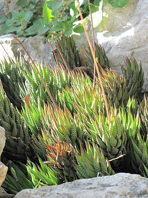 Haworthia fasciata variabilis in bloei met witte stippen op groene bladeren.