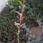 Haworthia limifolia bloemtros op bladpatroon achtergrond.
