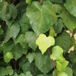 Hedera Algeriensis plant with variegated green leaves on a white background.