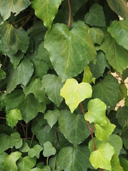 Hedera Algeriensis plant with variegated green leaves on a white background.