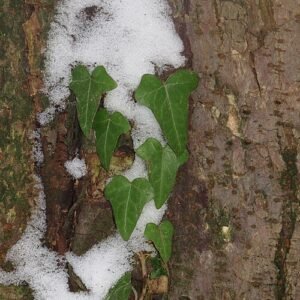 Groenblijvende klimopplant met heldergroene bladeren op kleigrond.