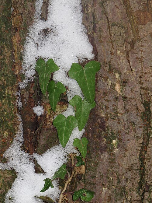 Groenblijvende klimopplant met heldergroene bladeren op kleigrond.