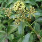 Hedera rhombea plant met groene bladeren en klimmende stengels.