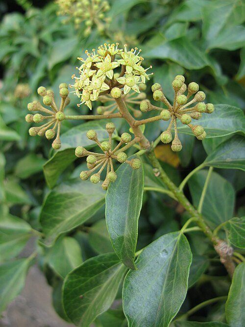 Hedera rhombea plant met groene bladeren en klimmende stengels.