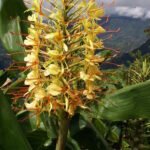 Vivid orange Hedychium gardnerianum flowers in full bloom with green leaves.