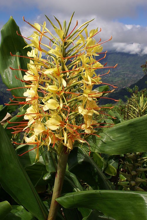 Vivid orange Hedychium gardnerianum flowers in full bloom with green leaves.
