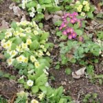 Roze, gele en witte Primula vulgaris bloemen in natuurlijke setting.