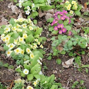 Roze, gele en witte Primula vulgaris bloemen in natuurlijke setting.