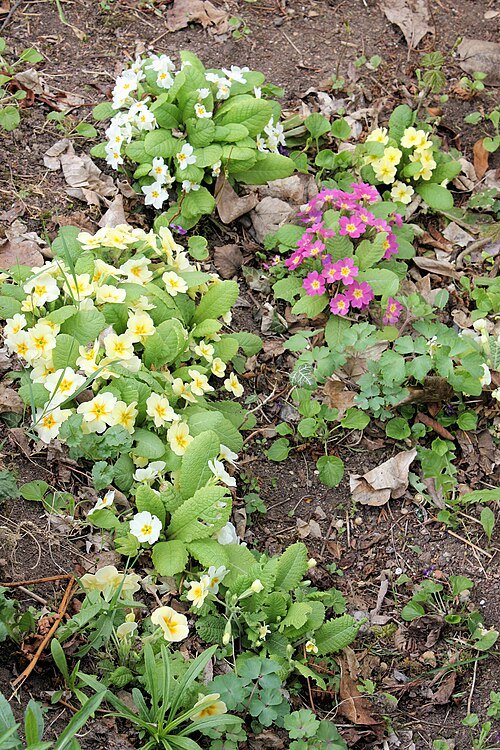 Roze, gele en witte Primula vulgaris bloemen in natuurlijke setting.