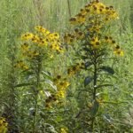 Helenium bloemen in Schenley Park op 26 augustus 2022.