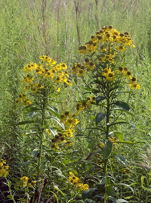 Helenium bloemen in Schenley Park op 26 augustus 2022.