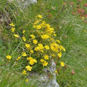 Helianthemum nummularium 'Dantersasc' bloeiende plant op kalkrijke grond.