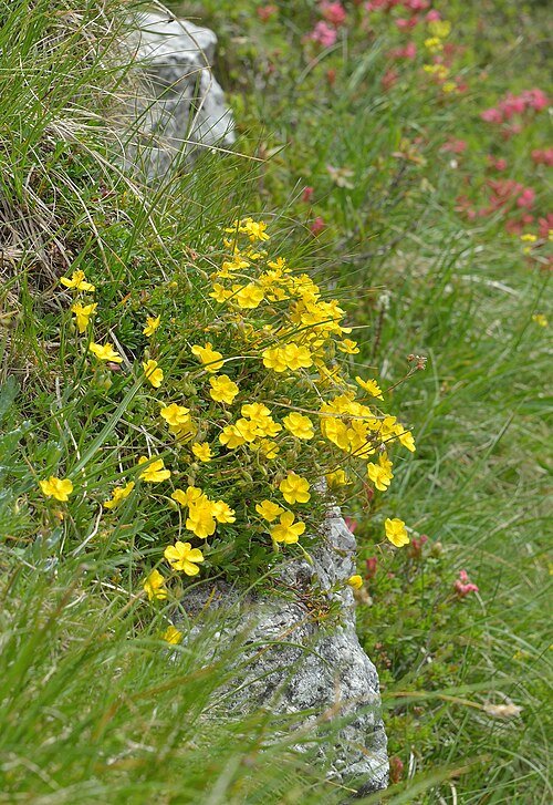 Helianthemum nummularium 'Dantersasc' bloeiende plant op kalkrijke grond.