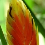 Rode en groene Heliconia episcopalis bloemen op groen blad.