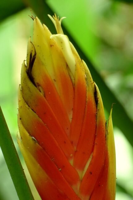 Rode en groene Heliconia episcopalis bloemen op groen blad.