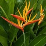 Heliconia hirsuta bloemen in heldere kleuren tegen groene bladeren.