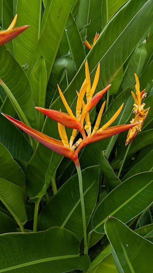Heliconia hirsuta bloemen in heldere kleuren tegen groene bladeren.