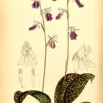 Hemipilia calophylla orchidee bloeit in levendige paarse en witte kleuren op een botanische illustratieplaat.
