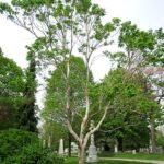Heptacodium miconioides bloeit in Mount Auburn Cemetery.