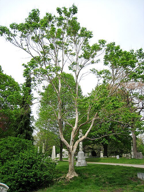 Heptacodium miconioides bloeit in Mount Auburn Cemetery.
