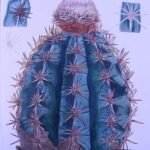 Melocactus lemairei met groene bolvormige stam en rode vruchten.