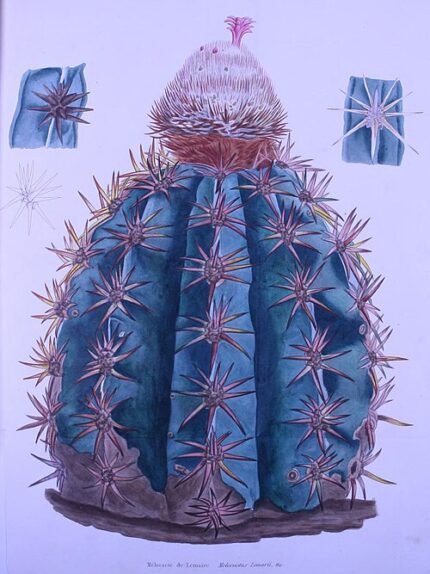 Melocactus lemairei met groene bolvormige stam en rode vruchten.