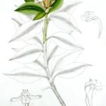 Paarse en witte bloem van Herpysma longicaulis uit "A Century of Indian Orchids", 1895.