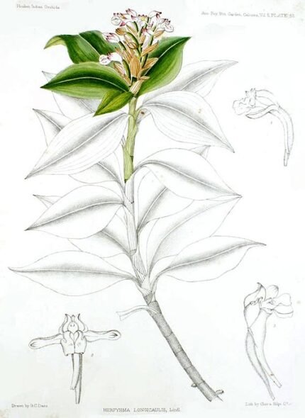 Paarse en witte bloem van Herpysma longicaulis uit "A Century of Indian Orchids", 1895.