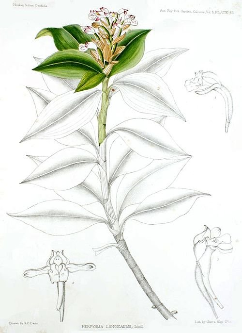 Paarse en witte bloem van Herpysma longicaulis uit "A Century of Indian Orchids", 1895.