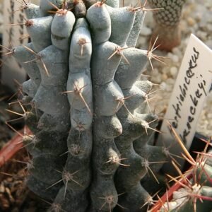 Stenocereus beneckei cactus met lange, slanke groene stelen en opvallende witte doornen.
