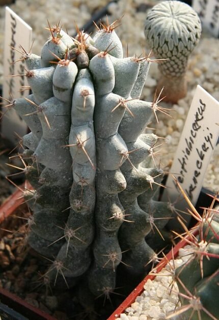 Stenocereus beneckei cactus met lange, slanke groene stelen en opvallende witte doornen.