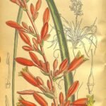 Hesperaloe parviflora plant with long, thin green leaves and tall flower stalk with tubular pink flowers.