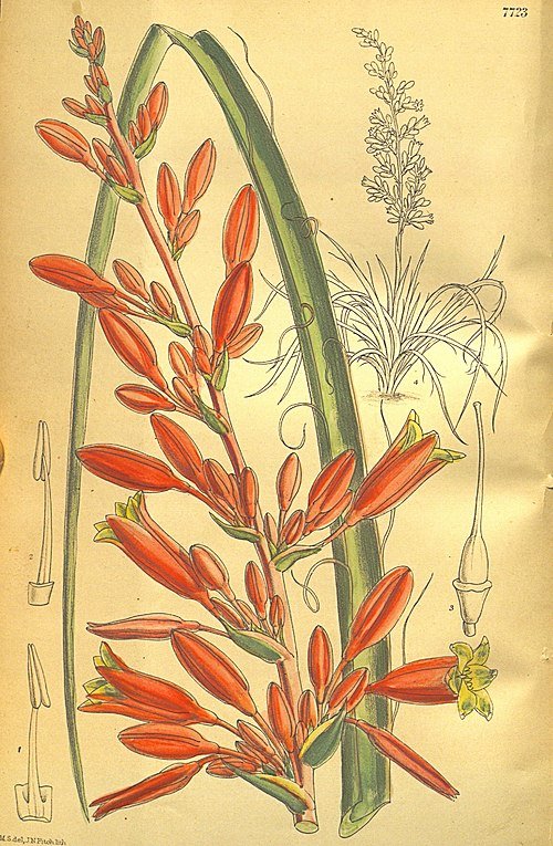 Hesperaloe parviflora plant with long, thin green leaves and tall flower stalk with tubular pink flowers.