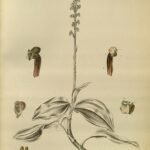 Hetaeria orchideeën in Sikkim-Himalaya, plaat 399 uit 1898.