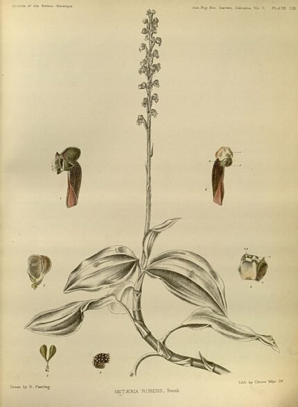 Hetaeria orchideeën in Sikkim-Himalaya, plaat 399 uit 1898.