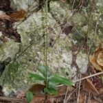 Hetaeria oblongifolia plant met lichtroze bloemen en groene bladeren.