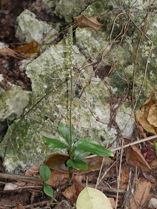 Hetaeria oblongifolia plant met lichtroze bloemen en groene bladeren.