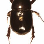 Zwart keverinsect met bruine strepen en antennes.