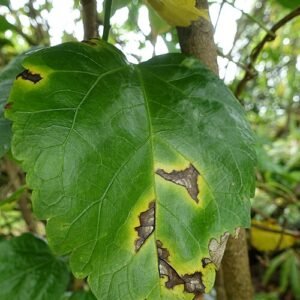 Pseudomonas cichorii veroorzaakt bladvlekkenziekte op hibiscusblad.