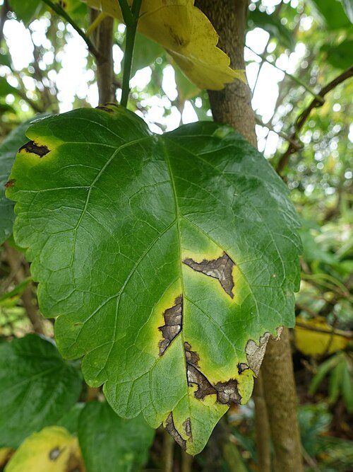 Pseudomonas cichorii veroorzaakt bladvlekkenziekte op hibiscusblad.