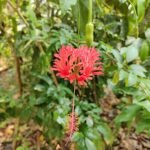 Rode koraalmalve bloem op kleigrond.