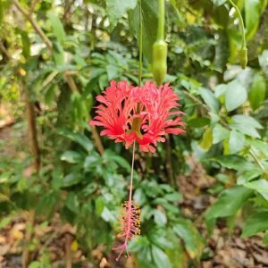 Rode koraalmalve bloem op kleigrond.