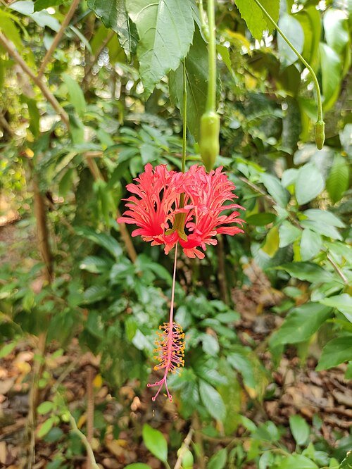 Rode koraalmalve bloem op kleigrond.