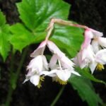 Hillebrandia sandwicensis plant met groen blad en rode bloemen.