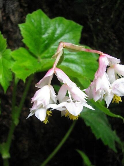 Hillebrandia sandwicensis plant met groen blad en rode bloemen.