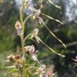 Paarse Himantoglossum caprinum orchidee bloem in natuurlijke setting.