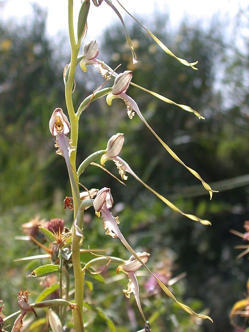 Paarse Himantoglossum caprinum orchidee bloem in natuurlijke setting.