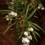 Hintonella Mexicana orchidee met paarse, witte en gele bloemblaadjes in close-up.