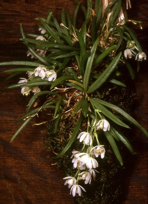 Hintonella Mexicana orchidee met paarse, witte en gele bloemblaadjes in close-up.
