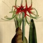 Hippeastrum cybister met witte bloemblaadjes en roze strepen.